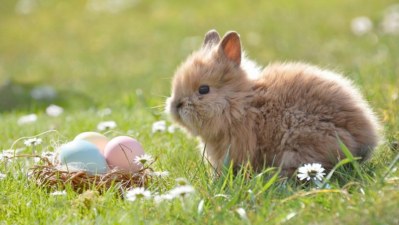 Auf dem Bild sind Ostereier und ein Hase zu sehen. Auf dem Bild sind Ostereier und ein Hase zu sehen.