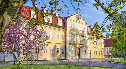 Auf dem Foto ist das Arnstädter Schlossmuseum zu sehen. Davor steht eine große Magnolie. 